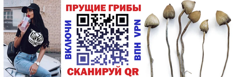 Купить где  Торжок  Галлюциногенные грибы Magic Shrooms 